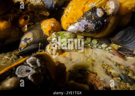 Tidepool sculpin, Oligocottus maculosus, in Port Orchard Marina, Port Orchard, Washington State, USA Stockfoto