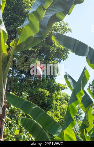 Bananenbaum mit gesunder Bananenfrucht und Bananenherz Stockfoto