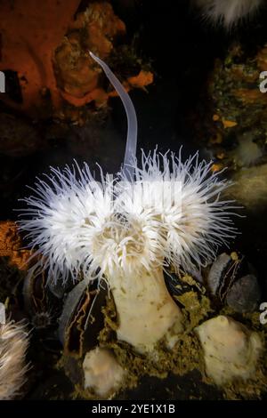 Kurze Plumose Anemone, Metridium dianthus, zeigt einen großen Fangentakel, der für die Schlacht verwendet wurde, am Dock in Port Orchard Marina, Port Orchard, Washington S. Stockfoto