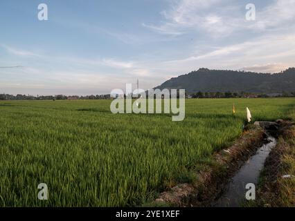 Reisfelder und Gräben, die Wasser zu den Reisfeldern leiten. Ein Reisfeld-Bewässerungssystem Stockfoto