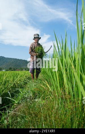 Ein Bauer posiert, während er ein sichelförmiges Schneidewerkzeug hält und Gras schneidet, Campurejo Hamlet, Luwu Regency, Walenrang, Süd-Sulawesi, Indonesien Stockfoto