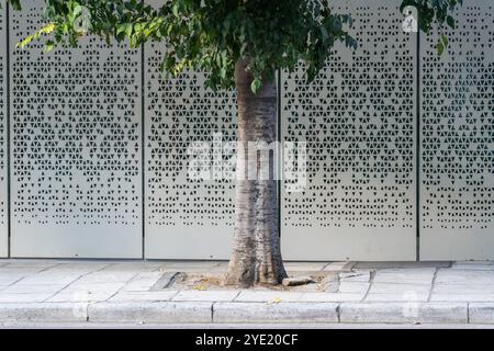 Urban Green: Baum mit Blättern am Bürgersteig gegen graue und weiße Wand Stockfoto