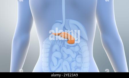 Pankreas kontrolliert Blutzuckerspiegel bei Diabetes Stockfoto