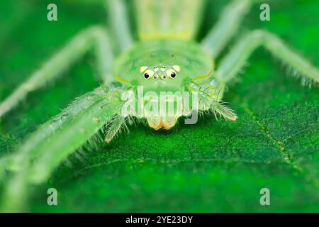 Extreme Nahaufnahme einer grünen Jägerspinne auf einem lebendigen grünen Blatt in ihrem natürlichen Lebensraum, Makrofotografie und nicht durch KI erzeugt. Stockfoto