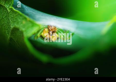 Die leuchtend grüne Krabbenspinne versteckt sich unter einem Blatt und isst Beute in ihrem Netz. Getarnt vor dem grünen Blatt lauert es, wartet auf die Jagd in der Natur, Makrop Stockfoto