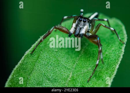 Springende Spinne, die auf einem hellgrünen Blatt steht, in einer Makrofotografie mit verschwommenem Hintergrund, Makrofotografie, die nicht von KI erzeugt wurde Stockfoto