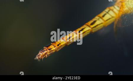 Extreme Nahaufnahme des Abdomens der Libelle mit Exoskelett-Details, die ein fesselndes Bild des komplizierten Designs der Natur, der Makrofotografie und des Do-Designs schaffen Stockfoto