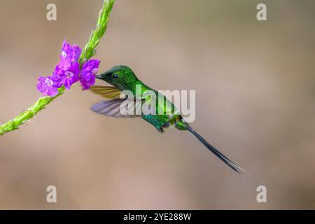 Grüner Dornschwanz (Discosura conversii), der sich von Nektar aus der Porterweed-Blüte (Stachytarpheta frantzii) ernährt, Costa Rica. Stockfoto