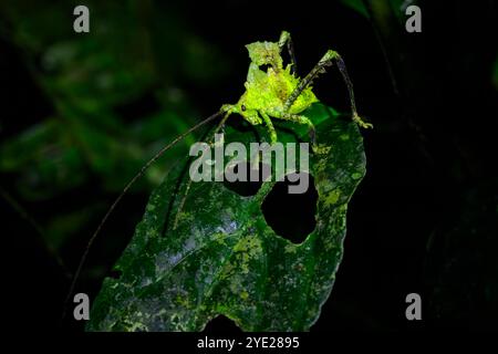 Ein außergewöhnlich gut getarntes Blatt, das Katydid (Typophyllum sp) nachahmt und einem kauen Blatt ähnelt, Costa Rica. Stockfoto