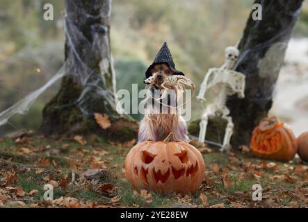 Ein Yorkshire Terrier trägt einen Hexenhut, während er neben einem geschnitzten Kürbis in einem gruseligen Wald sitzt, der mit Halloween-Requisiten verziert ist. Die unheimliche Atmosphäre Stockfoto