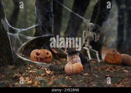 Ein Yorkshire Terrier sitzt neben einem Kürbis und Skelett in einem gruseligen Wald, umgeben von Halloween-Dekorationen. Die düstere und unheimliche Umgebung wird hervorgehoben Stockfoto