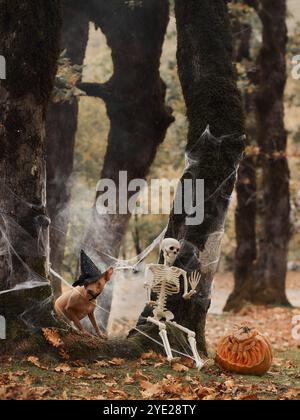 Ein amerikanischer Hairless Terrier sitzt mit Hexenhut neben einem geschnitzten Kürbis in einem gruseligen Wald. Die Halloween-Dekorationen sorgen für eine festliche, unheimliche Atmosphäre Stockfoto