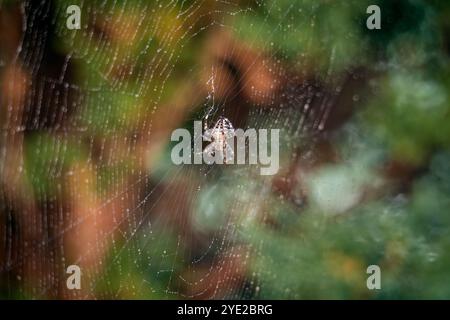 Makroaufnahme einer Kreuzspinne (Araneus diadematus) auf ihrem detaillierten Netz vor einem unscharfen natürlichen Hintergrund. Perfekt für Themen der Natur, wild Stockfoto