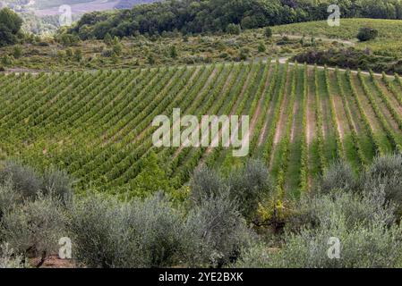 Die ländliche Landschaft mit Weinbergen in der Nähe von Pienza in der Toskana. Italien Stockfoto