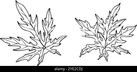 Vektor einzelne tief gelappte Papayablätter mit gezackten Kanten Vektor isolierte Illustration gemalt mit schwarzen Tinten. Tropische, frische Pflanzen von oben Stock Vektor