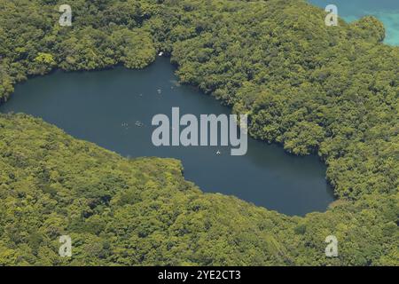 Blick aus der Vogelperspektive auf den Ongeim'l Tketau Jelly Fish Lake Jellyfish Lake mit Schnorchelern auf der Insel Eil Malk im Inselstaat Palau im Westen Stockfoto