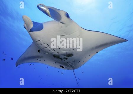 Unterwasserfoto von Reef Manta (Manta alfredi) Manta, Devil Ray, Winged Ray, Reef Manta, Planktonfresser, schweben über der Reinigungsstation, Pazifik, Indo Stockfoto