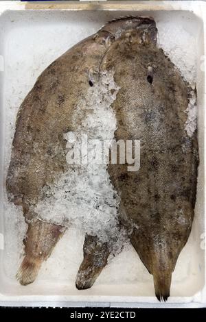 Ausstellung von Fisch gefangener frischer Seezunge (Solea solea) auf Eis in gekühlter Theke für Fischhändler Fischverkauf, Lebensmittelhandel, Fischhandel, Spez Stockfoto