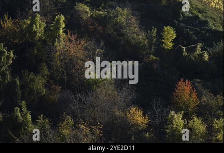 Laubwald, Herbstfarben, Herbst, Struempfelbach, Weinstadt, Baden-Württemberg, Deutschland, Europa Stockfoto