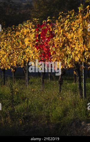 Rote Reben zwischen gelben Reben Weinberg, Reben, Weinreben, Weinbau, Herbstfärbung, Herbst, Struempfelbach, Weinstadt, Baden-Wuerttemb Stockfoto