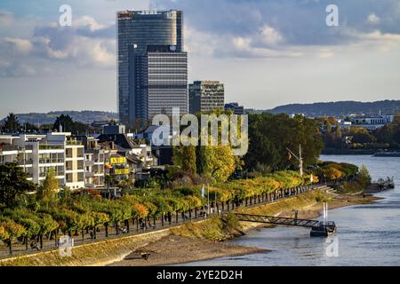 Skyline Bonn am Rhein, vor dem UNFCCC-Sekretariat der Rahmenkonvention über Klimaänderungen, im Zentrum das Hochhaus der Vereinten Nationen b Stockfoto