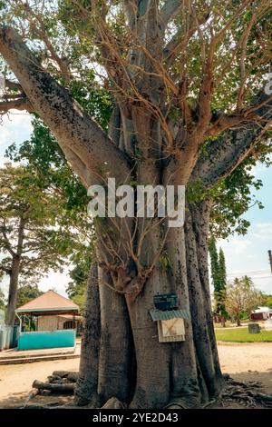 Malerischer Blick auf einen sehr alten Bohnenbaum auf dem Gelände der Heiligen Geisterkirche in Bagamoyo, Tansania. Stockfoto