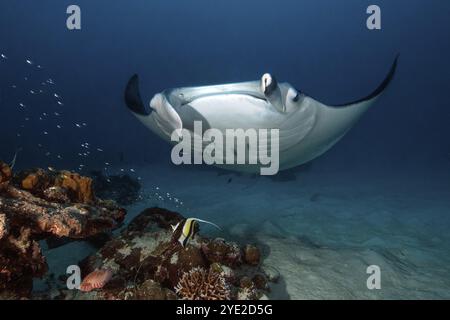 Unterwasserfoto von Riffmanta (Manta alfredi) Manta, Teufelsrochen, geflügeltem Rochen, Riffmanta, Planktonfresser, schwebt über der Reinigungsstation in Korallenrees Stockfoto