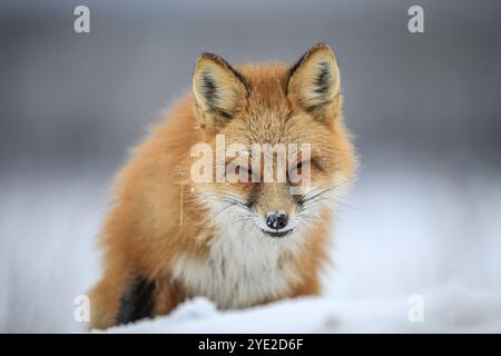 Rotfuchs (Vulpes vulpes), Fuchs, stehend im Schnee, frontal, Porträt, Winter, Klondike Highway, Yukon, Kanada, Nordamerika Stockfoto