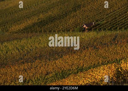 Kabine im Weinberg, Reben, Weinberge, Weinbau, Herbstfärbung, Herbst, Struempfelbach, Weinstadt, Baden-Wuerttemberg, Deutschland, Europa Stockfoto