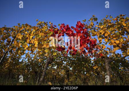 Rote Reben zwischen gelben Reben Weinberg, Reben, Weinreben, Weinbau, Herbstfärbung, Herbst, Struempfelbach, Weinstadt, Baden-Wuerttemb Stockfoto