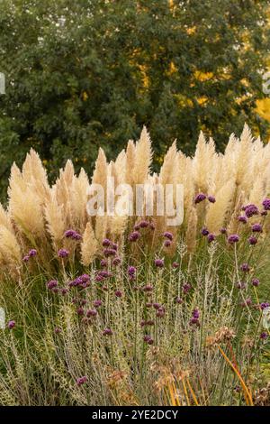 Immer beliebtes Pampas Gras (Cortaderia selloana) in halbgroßer Nähe mit etwas negativem Raum. Natürliche Muster, Natur, Umwelt, achtsam, auffällig Stockfoto