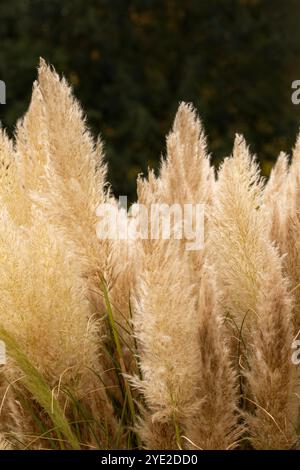 Immer beliebtes Pampas Gras (Cortaderia selloana) in halbgroßer Nähe mit etwas negativem Raum. Natürliche Muster, Natur, Umwelt, achtsam, auffällig Stockfoto