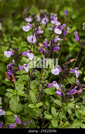 Zart schöner Salvia 'SoCool Pale Blue' PBR, Salbei 'SoCool Pale Blue'. Natürliches Nahaufnahme blühendes Pflanzenporträt. Erstaunlich, aufmerksamkeitsstark, Stockfoto