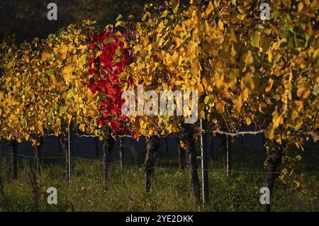 Rote Reben zwischen gelben Reben Weinberg, Reben, Weinreben, Weinbau, Herbstfärbung, Herbst, Struempfelbach, Weinstadt, Baden-Wuerttemb Stockfoto