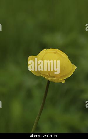 Europäische Trollblume (Trollius europaeus), gelbe Blüte auf einer Feuchtwiese, Wilnsdorf, Nordrhein-Westfalen, Deutschland, Europa Stockfoto