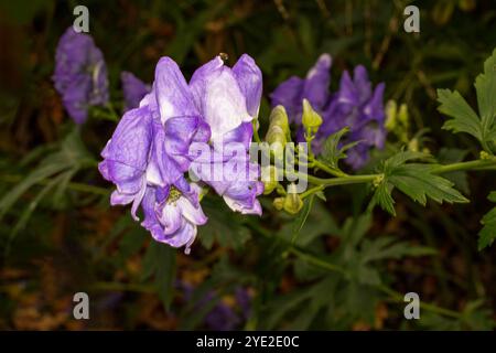 Atemberaubendes Aconitum Carmichaelii blüht im Herbst. Natürliches Nahaufnahme blühendes Pflanzenporträt. Aufmerksamkeit erregend, schön, blühend, rot, kühl, Stockfoto