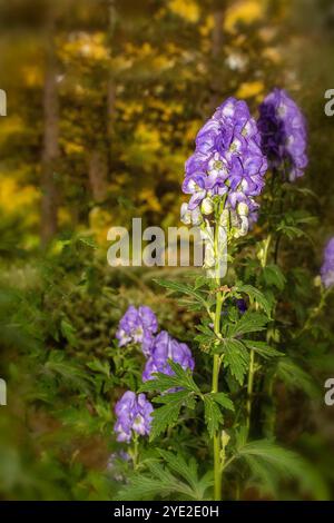 Atemberaubendes Aconitum Carmichaelii blüht im Herbst. Natürliches Nahaufnahme blühendes Pflanzenporträt. Aufmerksamkeit erregend, schön, blühend, rot, kühl, Stockfoto