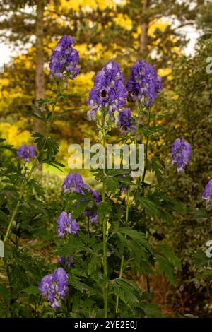 Atemberaubendes Aconitum Carmichaelii blüht im Herbst. Natürliches Nahaufnahme blühendes Pflanzenporträt. Aufmerksamkeit erregend, schön, blühend, rot, kühl, Stockfoto