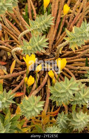 Ziemlich hellgelbe Sternbergia lutea. Natürliches Nahaufnahme blühendes Pflanzenporträt. Erstaunlich, Aufmerksamkeit erregend, schön, blühend, rot, Fett Stockfoto