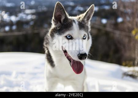 Alaskan Husky Hund genießen Sie den Winter auf der Spitze eines Berges Stockfoto