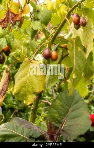 Ungewöhnliche Baumtomate Tamarillo Solanum betaceum). Natürliches Nahaufnahme-Pflanzenporträt. Natürlich, ambrosial, ansprechend, appetitlich, aromatisch, Essen Stockfoto