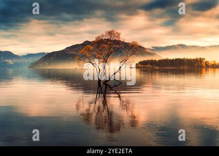 Golden Leaves Wanaka Tree oder Willow Tree mit Berg und Nebel im Herbst am Lake Wanaka, Neuseeland Stockfoto