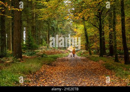 Eine Frau geht mit ihrem Hund auf einem Herbstpfad. Sprechfahrt Stockfoto