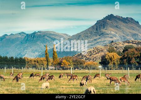 Hirschherde wächst im Herbst in Neuseeland auf Weide und in den Bergen Stockfoto