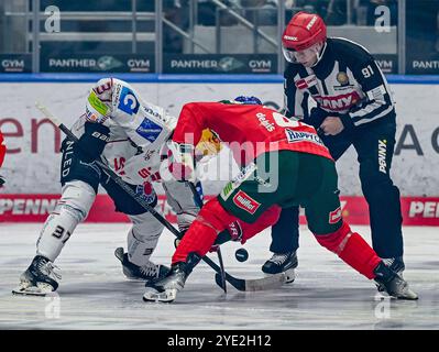 Augsburg, Deutschland. Oktober 2024. Linesperson Tobias Schwenk fuehrt ein Bully aus zwischen Markus Vikingstad (Fischtown Pinguins Bremerhaven, #37) und Mark Zengerle (Augsburger Panther, #89). Deutschland, Augsburger Panther vs. Fischtown Pinguins Bremerhaven, Eishockey, DEL, 13. Spieltag, Saison 2024/2025, 27.10.2024. Foto: Eibner-Pressefoto/Heike feiner Credit: dpa/Alamy Live News Stockfoto