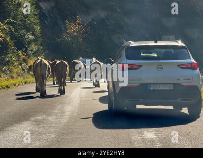 Haldensee, Österreich. Oktober 2024. Touristen im Auto mit Kühen auf der Straße in Graen, Tirol, Österreich 9. Oktober 2024, Fotograf: ddp Images/STAR-Images Credit: ddp Media GmbH/Alamy Live News Stockfoto