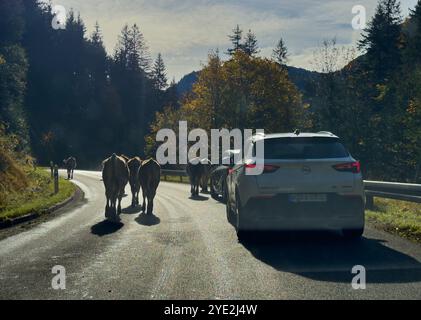 Haldensee, Österreich. Oktober 2024. Touristen im Auto mit Kühen auf der Straße in Graen, Tirol, Österreich 9. Oktober 2024, Fotograf: ddp Images/STAR-Images Credit: ddp Media GmbH/Alamy Live News Stockfoto