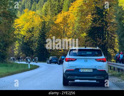 Haldensee, Österreich. Oktober 2024. Touristen im Auto mit Kühen auf der Straße in Graen, Tirol, Österreich 9. Oktober 2024, Fotograf: ddp Images/STAR-Images Credit: ddp Media GmbH/Alamy Live News Stockfoto