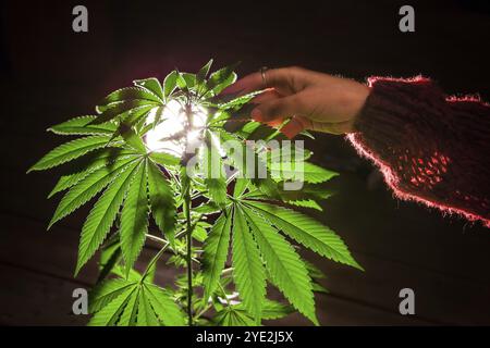 Selektives Fokussieren der hintergrundbeleuchteten Marihuana-Pflanze mit der Hand einer Frau, die die Blätter streichelt. Cannabispflanze von oben über Holzboden geschossen Stockfoto