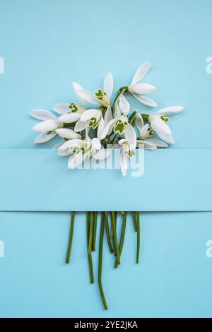 Komposition mit Schneeglöpfenblumen auf farbigem Hintergrund, Kreatives Layout mit Schneeglöpfenblumen auf hellblauem Hintergrund. Flach liegend. Frühling minimal Stockfoto